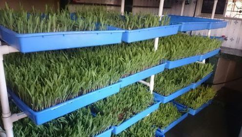 Hydroponic Fodder Machine